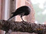 Fridolin IMG_0935.JPG