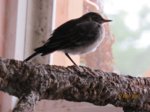 Fridolin IMG_0937.JPG