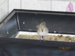 Fridolin IMG_0938.JPG