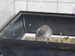 Fridolin IMG_0939.JPG