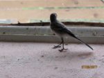 Fridolin IMG_0941.JPG