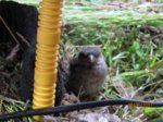 Fips IMG_0958.JPG