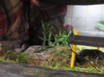 Fips IMG_0959.JPG