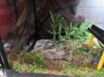 Fips IMG_0960.JPG