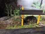 Fips IMG_0961.JPG