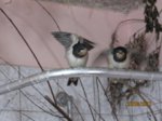 Foxy und Tubby IMG_0953.JPG