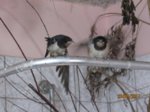 Foxy und Tubby IMG_0954.JPG