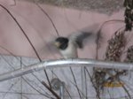 Foxy und Tubby IMG_0955.JPG