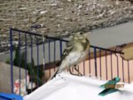 Fridolin IMG_0946.JPG