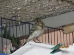 Fridolin IMG_0949.JPG