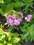 20170628_121227.jpg 20170628_121227.jpg
