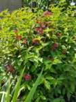 20170628_121237.jpg 20170628_121237.jpg