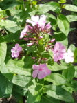 20170628_121250.jpg 20170628_121250.jpg