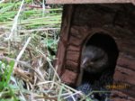 Fips IMG_1011.JPG
