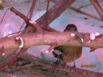 Ebsi IMG_1061.JPG