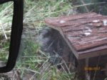 Fips IMG_1037.JPG