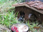 Fips IMG_1055.JPG