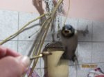 Foxy und Tubby IMG_1052.JPG