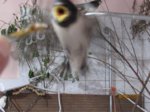 Foxy und Tubby IMG_1053.JPG