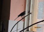 Fridolin IMG_1046.JPG