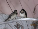 Foxy und Tubby IMG_1074.JPG
