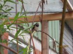 Foxy und Tubby IMG_1108.JPG