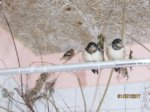 Foxy, Tubby und Ebsi IMG_1125.JPG