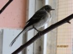 Fridolin IMG_1070.JPG