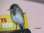 Fridolin IMG_1097.JPG