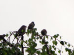 IMG_2011-klein.jpg