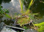 Teich-3.jpg Teich-3.jpg