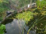 Teich-4.jpg Teich-4.jpg