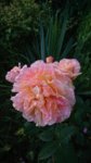 DSC_1026.JPG
