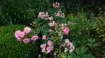 DSC_1029.JPG