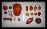 Tomatensorten.jpg Tomatensorten.jpg