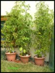 Tomatentöpfe.jpg Tomatentöpfe.jpg