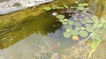 Teich 2.jpg Teich 2.jpg