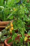 Tomate_Gold Nugget_Name ist Programm_700.JPG