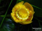 K1024_Nuphar  lutea.JPG