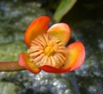 K1024_Nuphar japonica Kopie.JPG