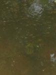 kleine   Fische.JPG