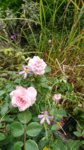 DSC_1298.JPG