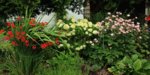 Einfahrt_Montbretie_Hortensie Limelight_Herbstanemone_900.JPG