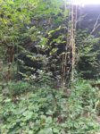 IMG_20170805_1332194.jpg IMG_20170805_1332194.jpg