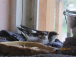 Diego und Sid IMG_2808.JPG