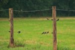 Rauchschwalben_swallows_auf dem zaun_ready to leave2_800.JPG