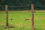 Rauchschwalben_swallows_auf dem zaun_ready to leave2_800.JPG