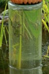 Frosch_frog_im fish tower_nach unten_800.JPG