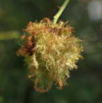 M1120338_2018-08-12_Rosen-Verwachsung_Fokus-Stack.JPG