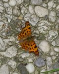 K1024_Polygonia C-album.JPG